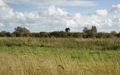 Wicken Fen